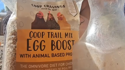 Big Flocks, Small Footprint: How to Raise Backyard Chickens Without Acres