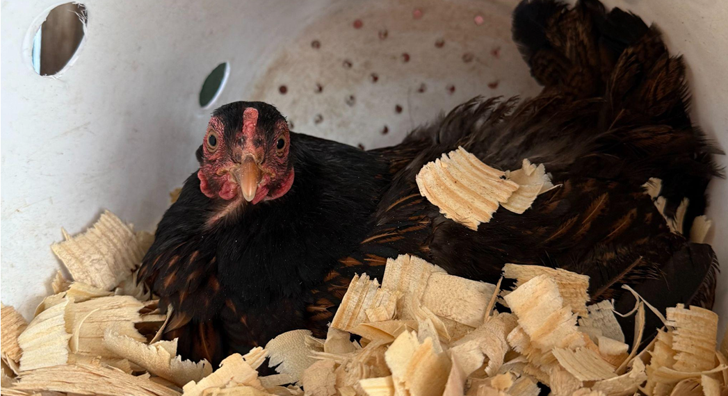When Your Hen Goes Broody With No Eggs