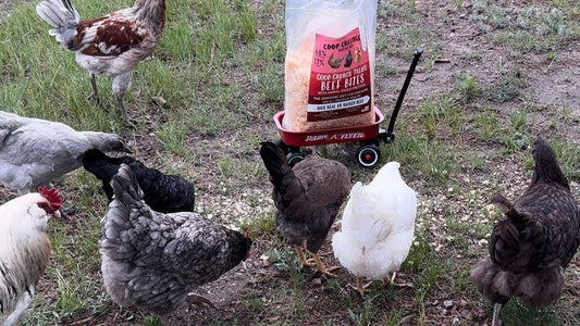 Chickens eating Coop Cravings Beef Bites