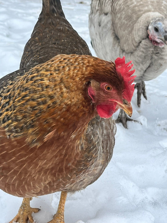Keeping Your Flock Cozy in Winter: How Coop Cravings Helps Chickens Stay Warm