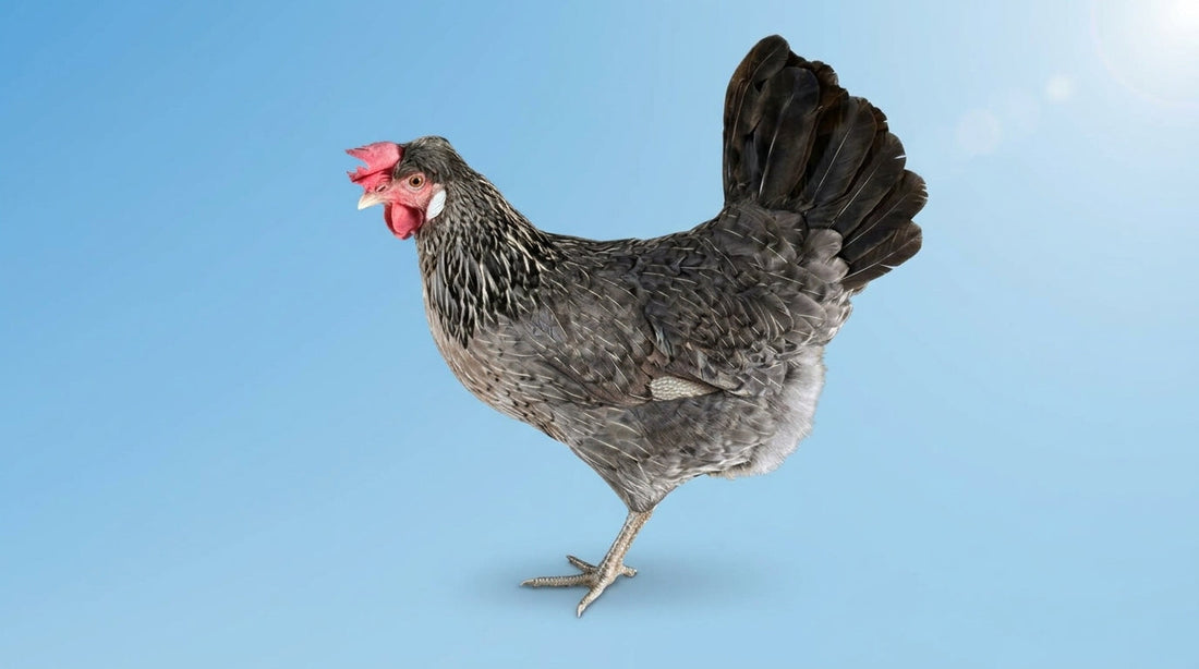 Coop Cravings Breed Celebration: Cream Crested Legbar