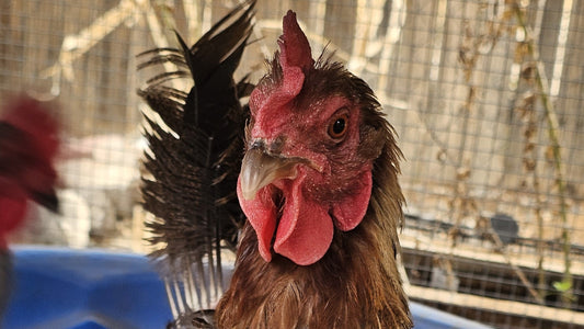 From Scruffy to Stunning: Navigating Your Flock's First Molt