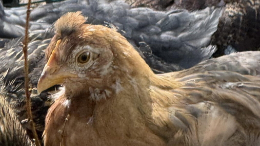 How I Know When Something Is Off With My Chickens