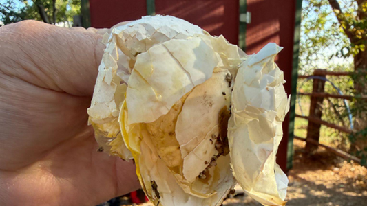 Weak Eggshells? Think Beyond Calcium!